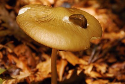 Slug and Mushroom
