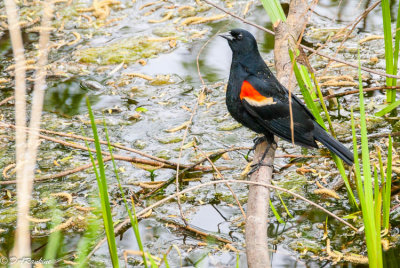 Red-winged Black Bird