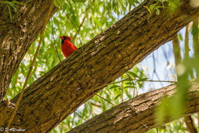 Cardinal in the old willow tree