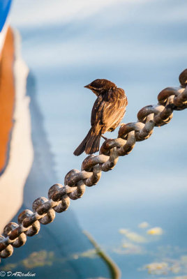 Bird On  A Chain
