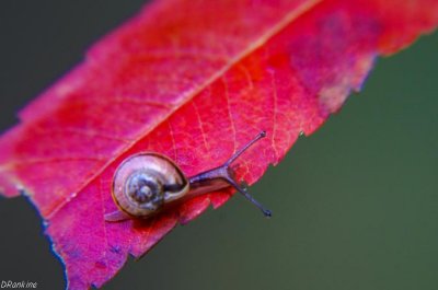 Snail on Sumac