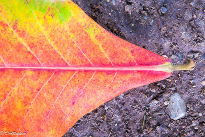 Almond Tree Leaf