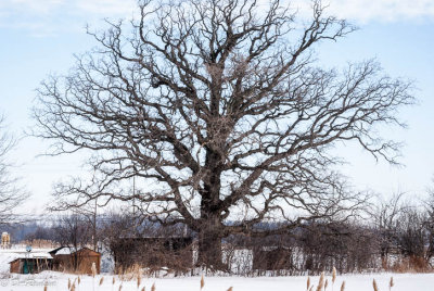 The Oak Tree