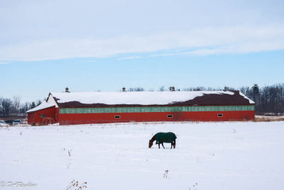 The Covered Horse