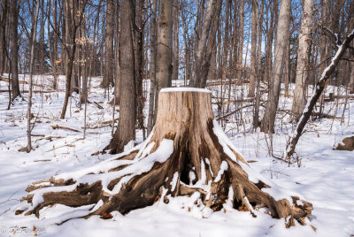The End of Trees
