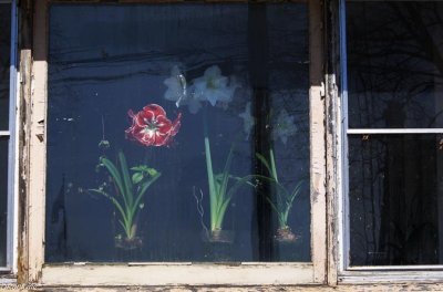 Lilies In the Window