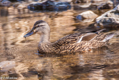 Mallard