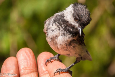 Bad feather day