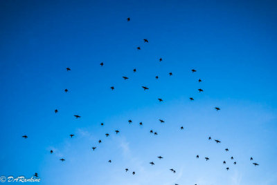 Flight of Starlings