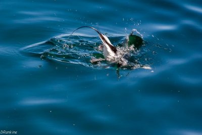 Diving Duck I
