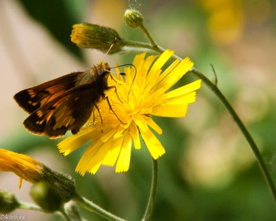 Firey Skipper
