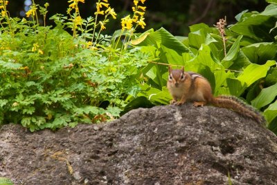 The Chipmunk's Stare