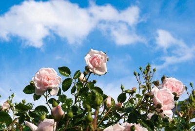 Mrs Harris's Roses