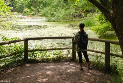 The Pond on the Farm