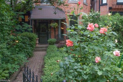 Roses