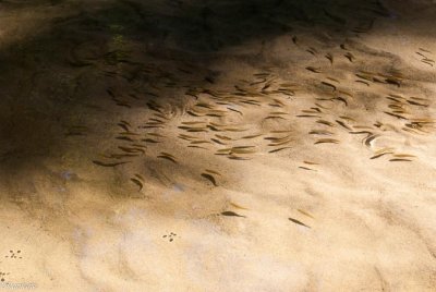 Fish and Their Shadows