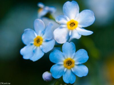 Forget-Me-Not