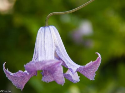 Clematis