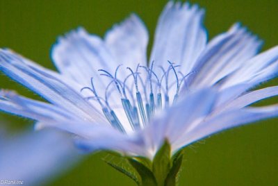 Chickory