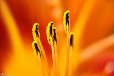 Lilly