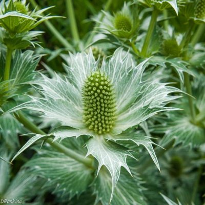Eryngium Bourgattii