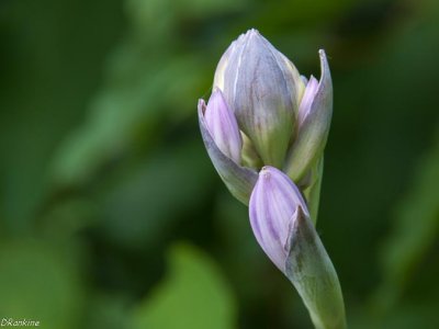Hosta