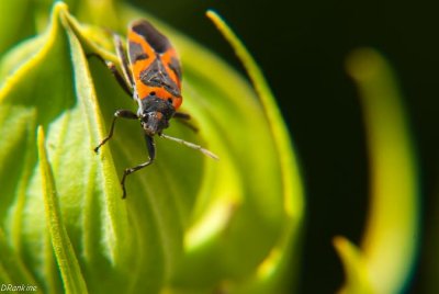  Milkweed Bug