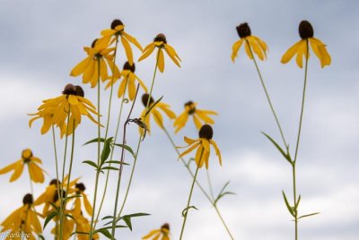 Susans