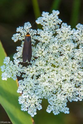 Firefly on Queen Anne's Lace