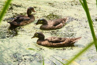 Wood Ducks in Conversation