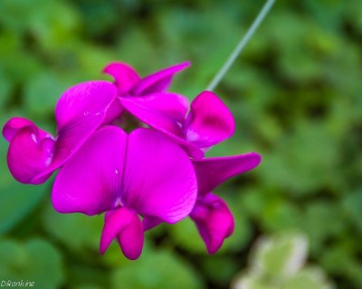 Sweetpea