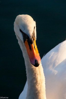 Numbered Swan 01