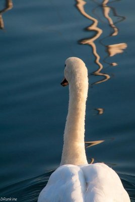 Numbered Swan 02