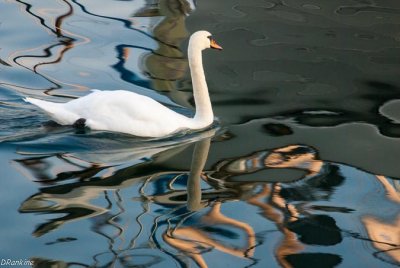 Numbered Swan 06