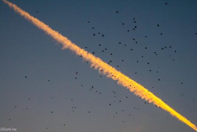 Jet Trail and Birds