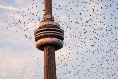 CN and Cowbirds