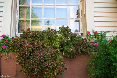 Window Planter in Bloom