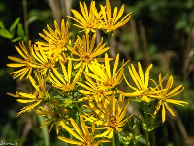 Swamp Sunflower