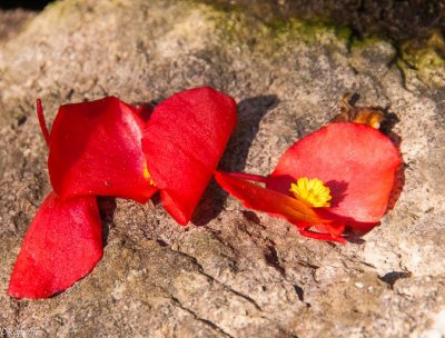 Begonia