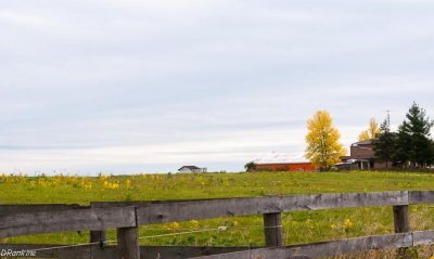 Rural Autumn -  2012