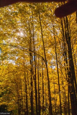 Mostly Maples