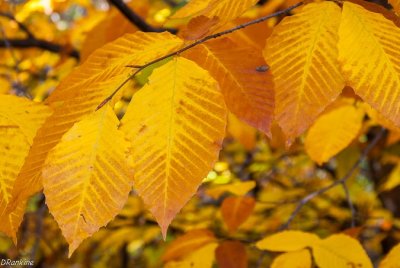 Beech Leaves