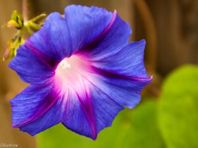 Morning Glory for Kari