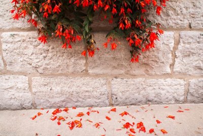 Begonias