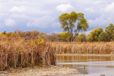 Autumn In the Reeds
