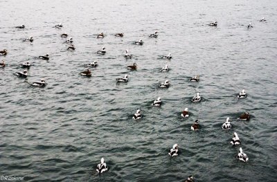 Long-tailed Ducks