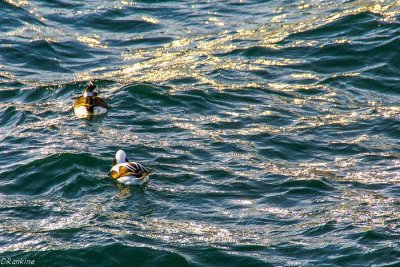 Riding the Waves