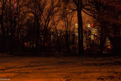 Thicket and City Lights