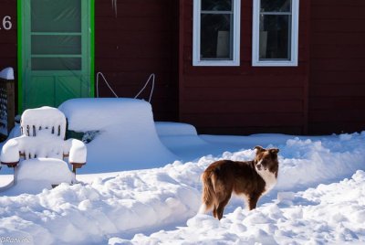 Brown Dog In Snow