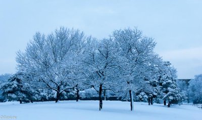 School Yard Trees